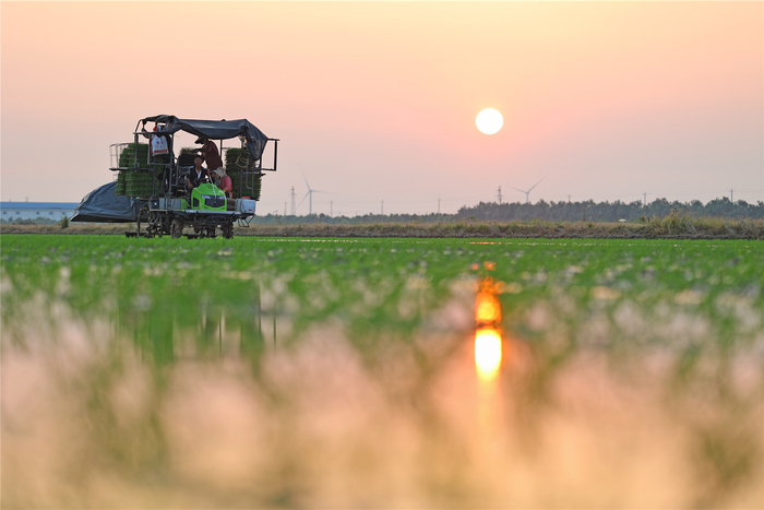 在安庆市宿松县的安徽农垦华阳河农场，农机手驾驶农机作业。（资料图片）本报通讯员 王 洪 李 龙 摄