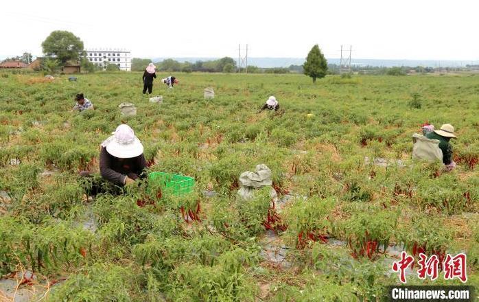 图为西峰区后官寨镇沟畎村村民采摘辣椒。(资料图)盘小美 摄