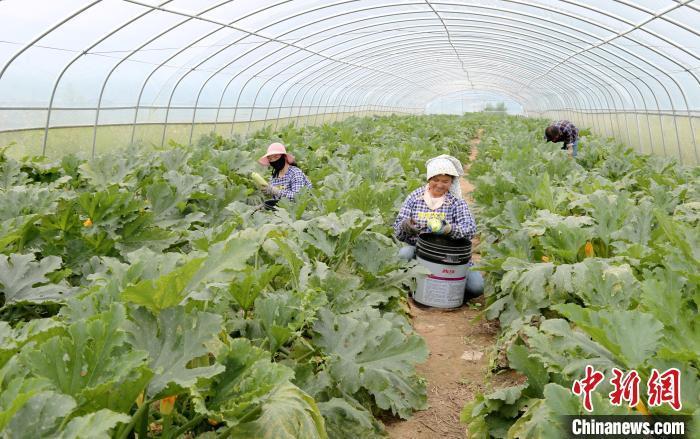 图为西峰区什社乡李岭村设施蔬菜基地工人采摘西葫芦。(资料图)盘小美 摄