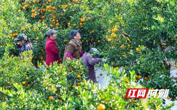 石门柑橘红了，每个石门人都有一个与己有关的柑橘故事。（摄影 唐亚翔）