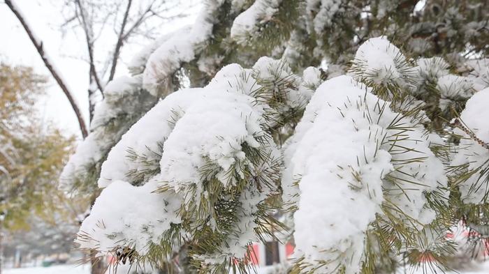 雪景