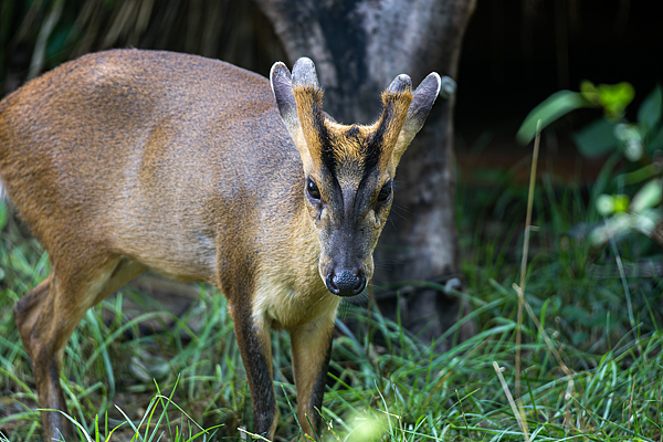 赤麂/图源自视觉中国，图文无关