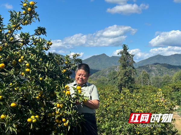 高如楚在株木岗园艺场内观察柑橘的成熟度。