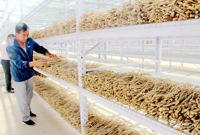 华亭市马峡镇群众正在晾晒药材（央广网发  华亭市委宣传部供图）