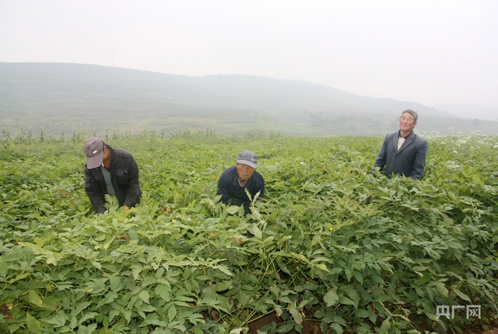 华亭市山寨乡的药材种植基地（央广网发  华亭市委宣传部供图）