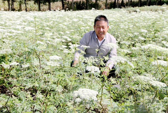 华亭市河西镇药农正在管护中药材（央广网发  华亭市委宣传部供图）