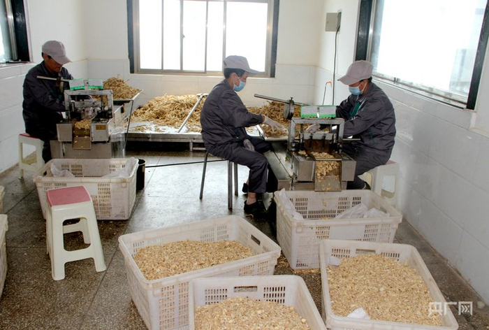 华亭市马峡镇青松中药材饮片厂工人正在加工中药饮片（央广网发  华亭市委宣传部供图）