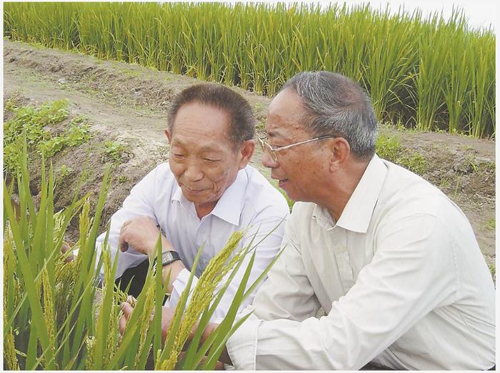 袁隆平图片Q版图片