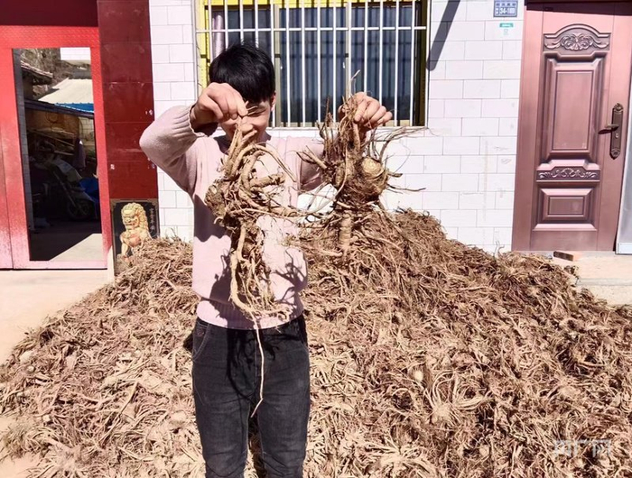 华亭市山寨乡群众展示刚采挖的药材（央广网发  华亭市委宣传部供图）