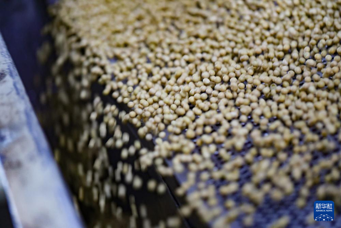   用于制作辣椒酱的黄豆在生产线上被精选出来（8月22日摄）。新华社记者 刘续 摄