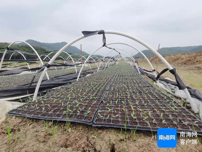 　　博后村高标准农田里的瓜菜苗。记者 利声富 摄