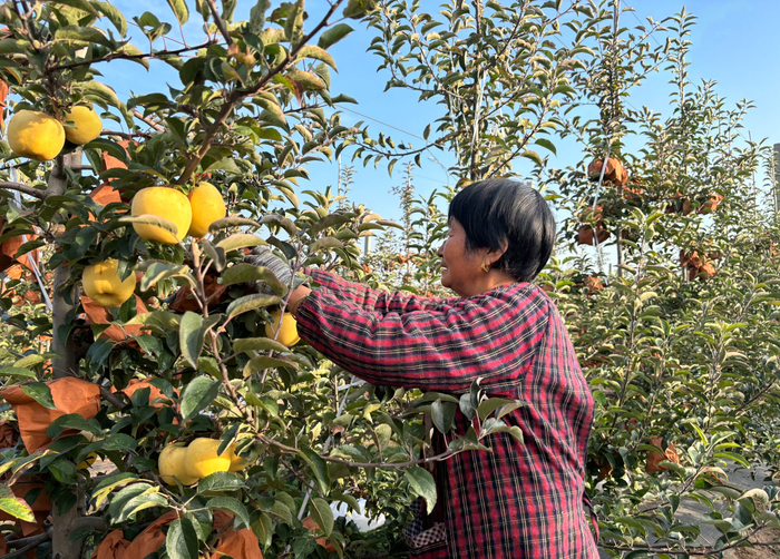 村民正在采摘苹果（景洁  摄）