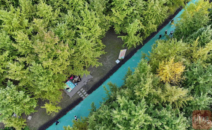 2024年10月25日，游客在四川省成都市新都高新技术产业园区高东路沐光森林观赏风景。