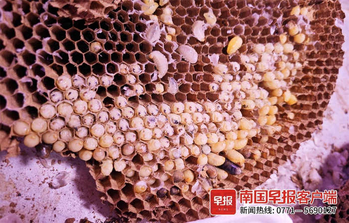 ▲蜂巢中藏着一个个新鲜蜂蛹。