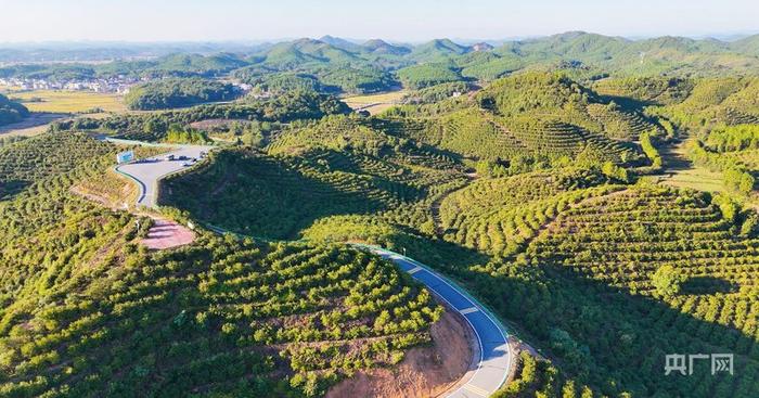 红彤彤、油亮亮的油茶果挂满枝头（央广网记者 刘培俊 摄）