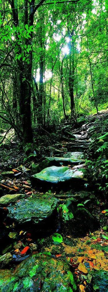 哀牢山中的茶马古道。郭建林 摄