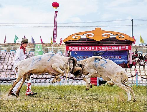     尚义县第十八届赛羊会现场。
