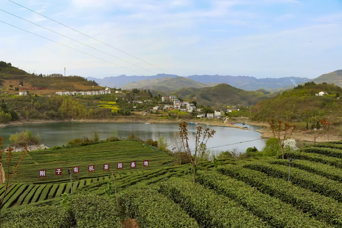 安康富硒生态茶园