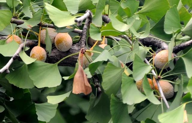 图：新民晚报 杨建正