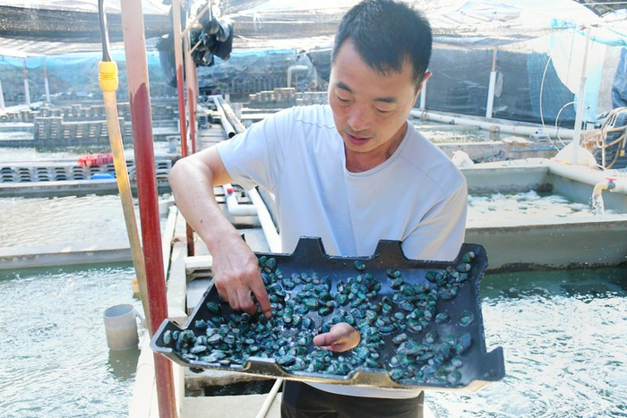 澳角村鲍鱼养殖户郭汉栋正在查看鲍鱼苗长势（央广网记者  罗晓英  摄）