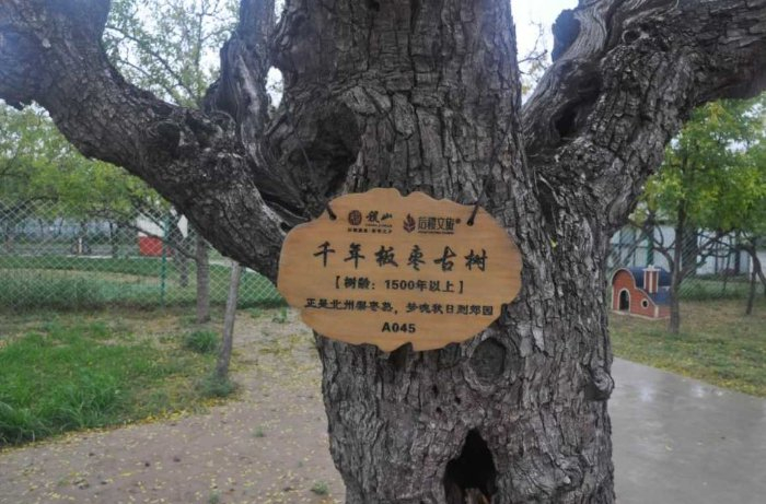 图：乡村振兴示范园区千年板枣古树
