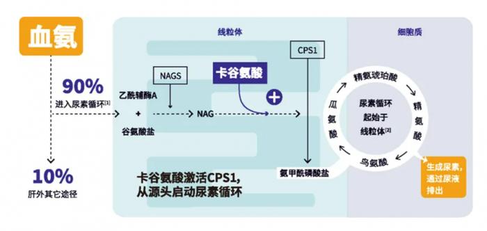 图1. 卡谷氨酸激活氨甲酰磷酸合成酶1（CPS1），增加氨基甲酰磷酸盐，使更多氨进入尿素循环形成尿液排出