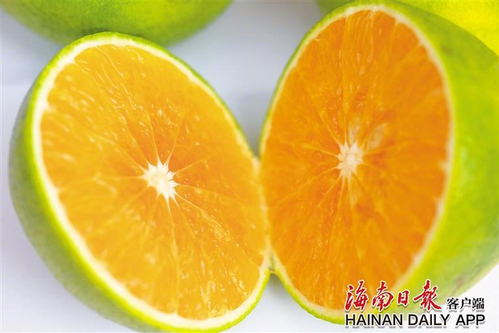 琼中绿橙果肉饱满，汁水充盈。海南日报全媒体记者 李天平 摄