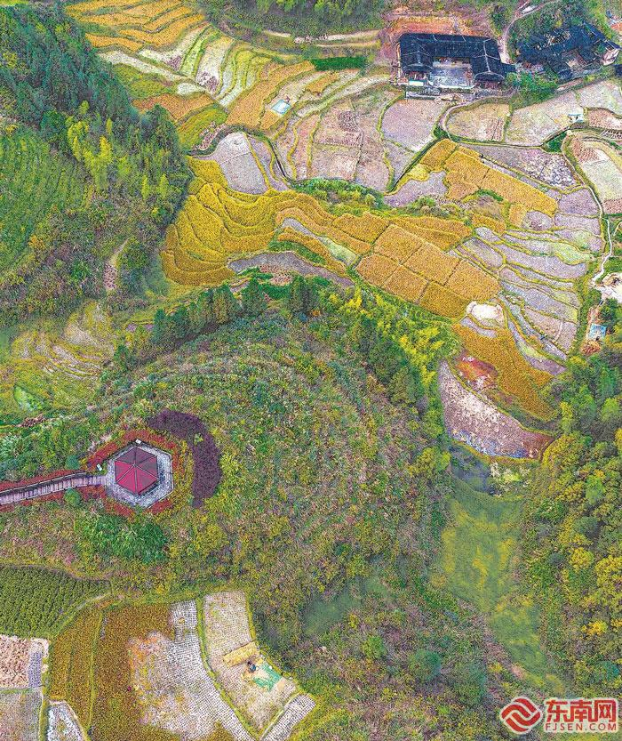 近日拍摄的大田县屏山乡有机生态茶园，茶草共生。福建日报记者 张永定 摄