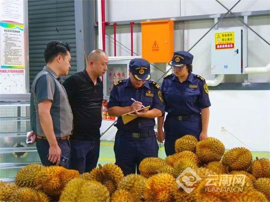 　　河口海关关员正在对榴莲进行查验