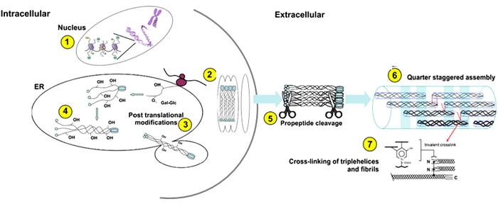 图1 胶原蛋白在细胞内外的生物合成过程¹