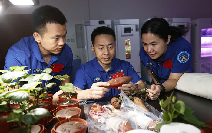2024年8月27日，神舟十九号航天员宋令东（左一）、蔡旭哲、王浩泽进行植物培养训练。徐部/摄