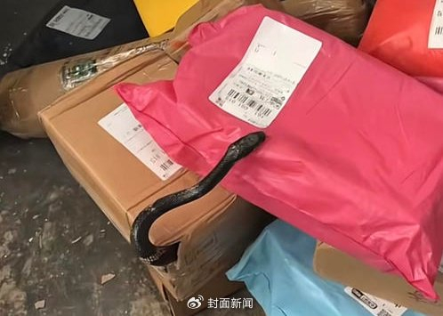 南宁一快递盒中钻出黑蛇
