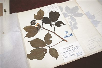 图为吉林省中医药科学院收藏的长白山地区植物标本。本文配图皆由人民网记者李洋摄