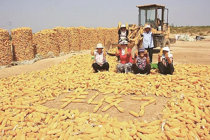     山东省沂水县四十里堡镇农民用自己的方式庆祝玉米丰收   孟庆国 摄