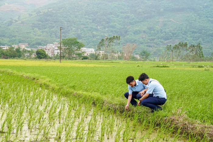 桂林银行钦州分行员工至小董镇示范性稻田考察调研
