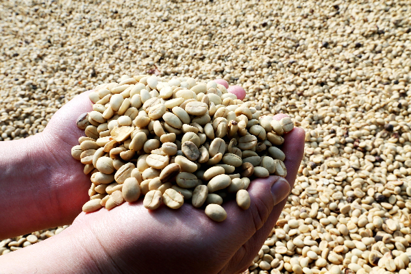 晒干后的咖啡豆 孙晓云 摄