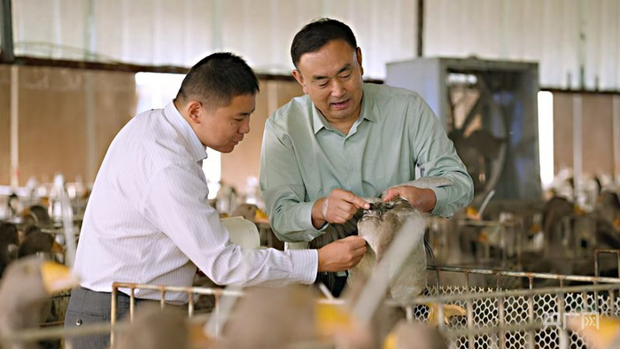 中国银行六安霍邱支行工作人员在六安龙翔美食王禽业有限公司回访朗德鹅生长情况（央广网记者  赵家慧摄）