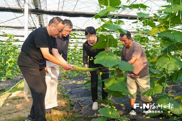 福州市蔬菜科学研究所科技特派员团队在大棚里查看作物长势。记者 原浩 摄