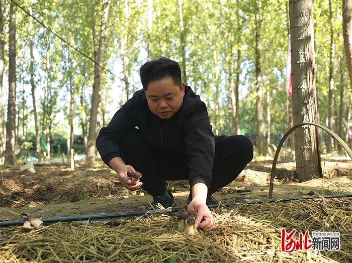 10月19日，在固安县东北村的茸源家庭农场食用菌种植基地，刘建清正在采收赤松茸。河北日报记者 刘 杰摄
