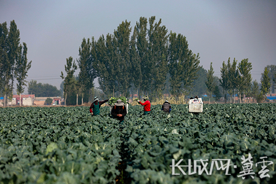 永清县高圈村的西兰花种植基地，农户们正在采摘西兰花。长城网·冀云客户端通讯员 庞趁友 摄
