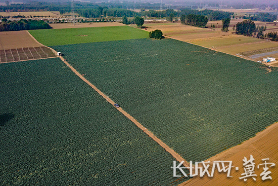航拍永清县高圈村种植的部分西兰花。长城网·冀云客户端通讯员 庞趁友 摄