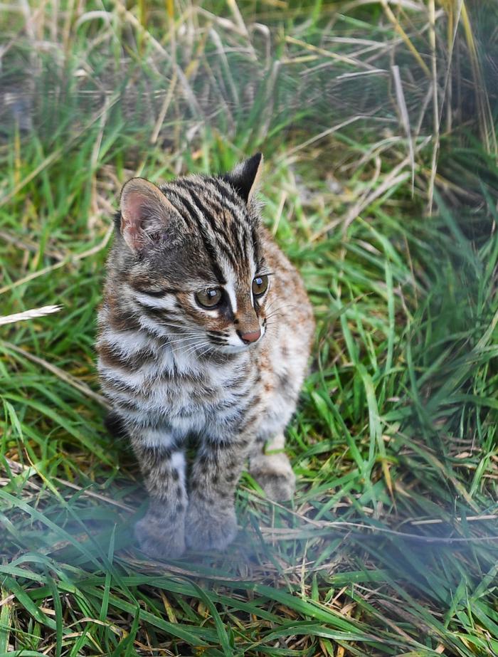 护林点内为护林员们巡山时发现的受伤野生动物豹猫等提供了养伤、栖息的场所。