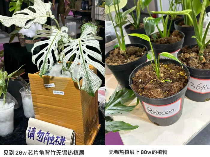 展会上的“天价”热植。网络截图