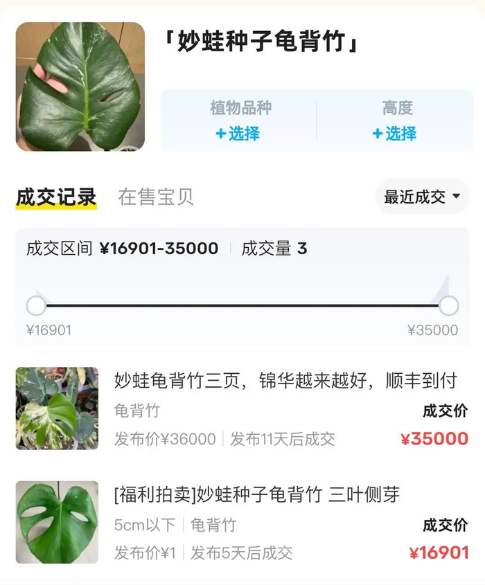 二手平台上“妙蛙种子”龟背竹售价上万。网络截图