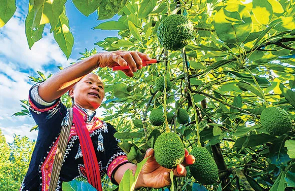 孟连农户采摘牛油果。新华社记者 江文耀 摄