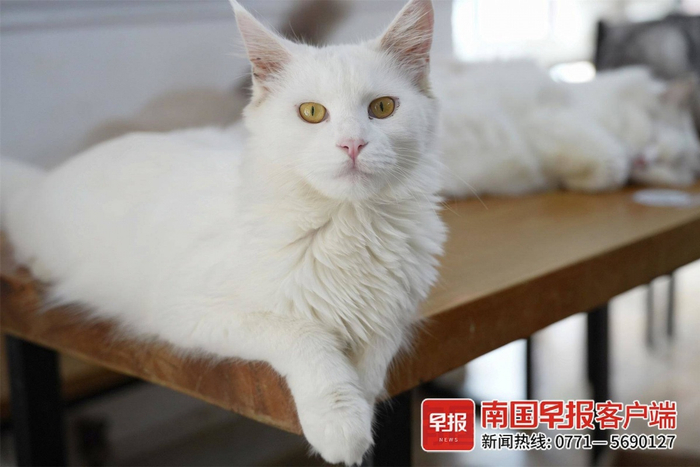 俊俏的山东狮子猫。