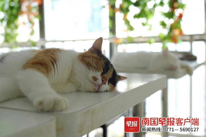 小猫们慵懒地趴在桌上睡觉。