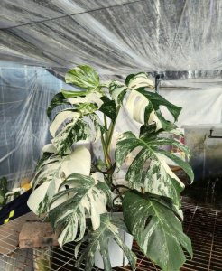 “白兔”售卖的白锦龟背竹。　　受访者供图