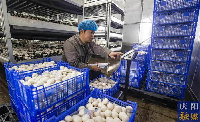甘农蘑力食用菌全产业链双孢菇标准化生产基地,工人在称重打包双孢