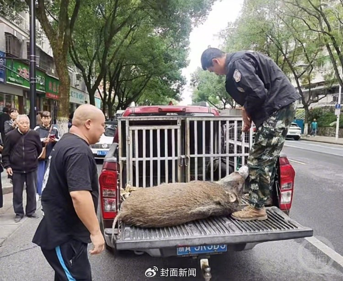 杭州建德市野猪猎捕队将野猪转移，进行无害化处理。受访者供图